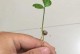 橘子种子发芽的方法与技巧（探索橘子种子发芽的秘密，培育健康的橘子苗）