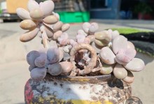 如何养护一片肉肉花？（掌握关键技巧，让你的肉肉花健康茁壮）