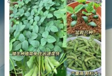 怎样让毛豆快速发芽（提高毛豆发芽速度的技巧和方法）