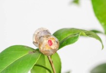茶花养护全攻略（掌握养活茶花的诀窍，让它绽放芬芳）