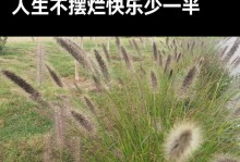 狗尾草的花语与爱情含义（爱的坚韧与美好）