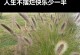 狗尾草的花语与爱情含义（爱的坚韧与美好）