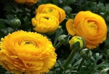 芹菜牡丹花的养殖技巧（打造美丽花园的秘诀）