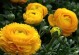 芹菜牡丹花的养殖技巧（打造美丽花园的秘诀）