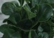 冬季如何防冻豆瓣绿？（豆瓣绿冬季保护攻略）