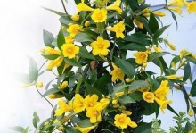 百里香养护大全，让你轻松打造绿色植物世界