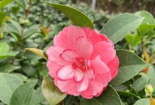 迎接春天的山茶花（山茶花开花季节及时间）