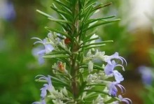 迷迭香开花知多少（探究迷迭香花期及养护方法）