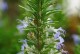 迷迭香开花知多少（探究迷迭香花期及养护方法）