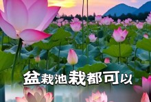 茎上的奇迹——荷花的养殖秘诀（只有茎的荷花如何养护，解析茎的神奇能量）