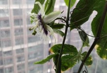 百香果阳台种植全攻略（打造阳台上的热带水果天堂）
