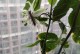 百香果阳台种植全攻略（打造阳台上的热带水果天堂）