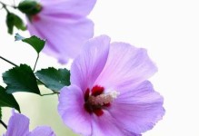 探寻斯里兰卡国花之美（玫瑰茄花的盛放与传承）