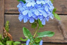 蓝雪花如何在室内养护（了解养护技巧，让蓝雪花健康成长）