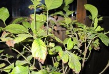 栀子花生白菌的培育与繁殖技巧（助力栀子花生白菌成功繁衍的关键技术与要点）