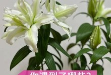 在没有阳光的环境下如何种植百合（探索百合种植的光照替代方法）