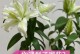 在没有阳光的环境下如何种植百合（探索百合种植的光照替代方法）