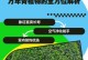 花斑万年青移植指南（打造美丽室内绿色空间，学会正确的花斑万年青移植技巧）