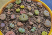 生石花授粉的时间与方法（探究生石花授粉的窍门，助你成功繁育新品种）