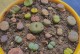 生石花授粉的时间与方法（探究生石花授粉的窍门，助你成功繁育新品种）