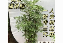 福禄桐的养殖技巧与注意事项（从选地到施肥，打造好福禄桐的养殖环境）