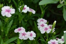 夏天花草养护指南（打造炎热夏天的鲜花海洋）