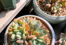 多肉植物养护常见问题解决方案（解决多肉植物养护中的虫害问题，轻松让多肉植物健康成长）