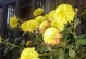 菊花种植指南（掌握菊花的种植要领，让你轻松打造花园美景）