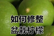 柠檬修剪指南（打造健康繁盛的柠檬树）