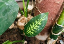 万年青花根过长的处理方法（解决万年青花根过长问题，保持健康生长）