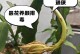 昙花养殖的方法与注意事项（打造美丽花海，掌握昙花养护的诀窍）