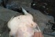 水鳖天堂——宿舍中的小可爱（宿舍生活中的水鳖宠物，给你带来无尽的欢乐与陪伴）