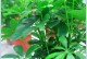 招财树长腻虫应对方法（有效清除招财树长腻虫的技巧）