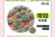 仙人球萎缩的原因和补救方法（仙人球萎缩的症状、常见原因及有效补救措施）