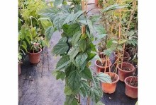 金银花的盆栽与养护（选择合适的盆子，让金银花更茁壮成长）