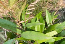板栗生芽的营养与食用价值（板栗生芽能吃吗？如何食用？营养成分有哪些？）