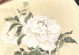 插白牡丹的技巧与方法（打造美丽花园的秘诀与经验）