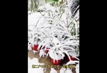 北方养兰花过冬攻略（保暖措施让兰花安全越冬）