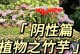 竹芋叶子的冬季保养技巧（让竹芋叶子在寒冷的冬季依然翠绿欲滴）