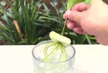 栀子花的扦插技巧与浇水方法（培育健康栀子花的秘诀与要点）
