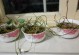 碗莲茎枯死的原因及处理方法（探究碗莲茎枯死的可能原因与有效救治方法）
