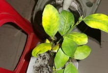 盆栽柠檬的时间和养护方法（让你的柠檬树健康成长，享受丰收的乐趣）