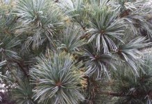 青朴是裸子植物吗？（探究青朴的植物学分类及特点）