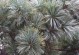 青朴是裸子植物吗？（探究青朴的植物学分类及特点）