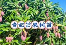芒果秧的栽培方法及技巧（从选种到管理，教你成功种植芒果秧）