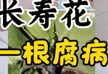长寿花腐叶病的治疗方法及注意事项（预防与控制长寿花腐叶病的关键措施）