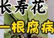 长寿花腐叶病的治疗方法及注意事项（预防与控制长寿花腐叶病的关键措施）
