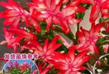 以蟹爪兰不嫁接的独特种植方法探索（传统与创新的结合，摒弃嫁接，培育健康的蟹爪兰）