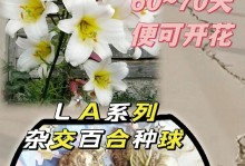 百合花的水分管理（春夏秋冬四季浇水技巧）