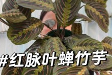 红脉盆栽养殖技巧大揭秘（打造鲜艳多彩的红脉盆栽，让生活更加精彩）